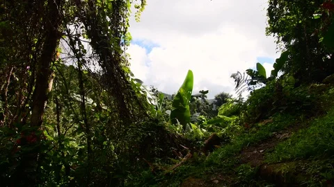 A walk through a rainforest over a river Stock Footage 128152898