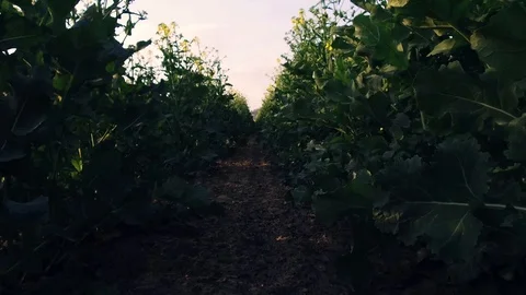 Walk through a rapefield Stock-Footage 90762510