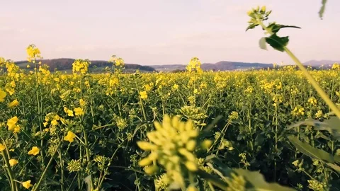 Walk through a rapefield Stock-Footage 90762520