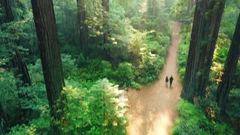 Walk through the Redwoods Stock Footage 142845826
