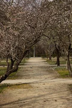 Walk through the Retiro in spring Stock Photos