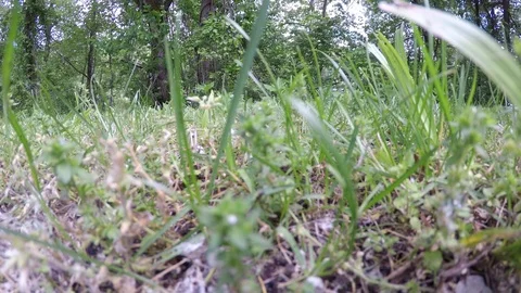 Walk Through Reveal in the Grass Stock Footage 76089345