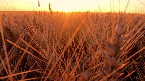 Walk through a ripe wheat field at sunset Stock Footage 153757467
