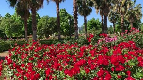 Walk through a rose garden in Granada, Spain Stock Footage