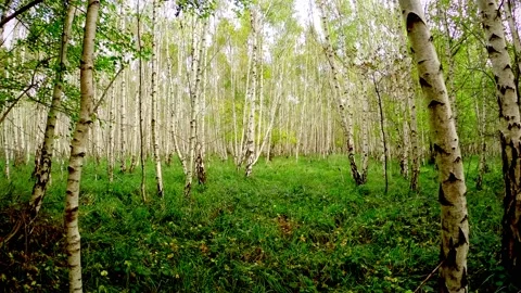 A walk through a silver birch forest Stock Footage 142422639