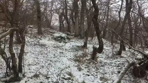 A Walk Through the Snow in a Cold Day at the Forest of Strandzha Mountain Motion Stock Footage 106348079