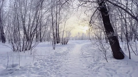 A walk through the snow-covered forest. Sunlight through the trees. Stock-Footage 229624395