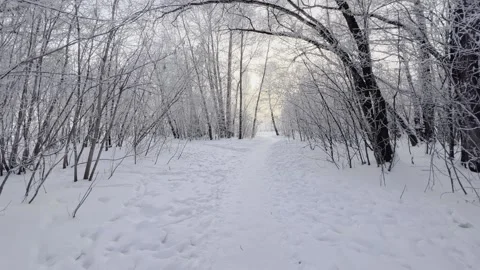 A walk through the snow-covered forest. Frost on the branches on a frosty day. Video stock 230589151