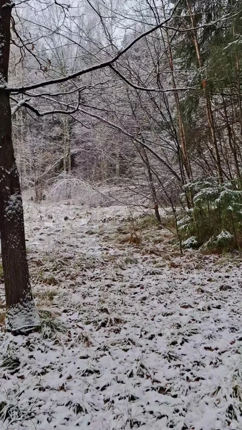 A walk through a snowy forest landscape with a light winter frost on the tre Stock Footage 321593874