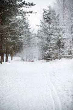 Walk through the snowy forest with snow-covered trees. Snow-white alley betwe Stock Photos
