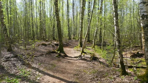 Walk through the spring forest on a Sunny day Stock Footage 130841529