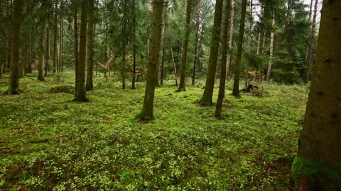 Walk through a spruce and pine forest in autumn Stock Footage 199976314