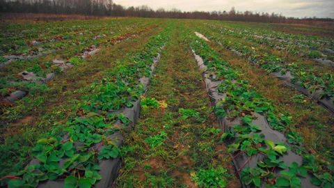 Walk through the strawberry fields Video stock 169150542