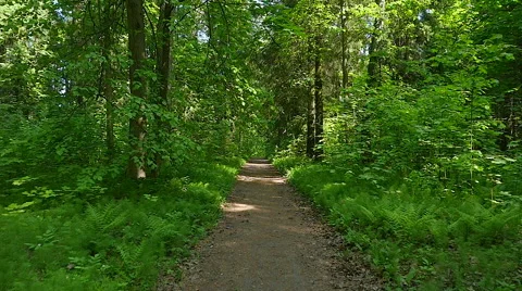 Walk through a summer forest. Stock-Footage 63507416