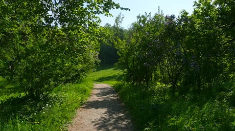 Walk through a summer forest. Stock-Footage 63507525