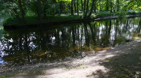 Walk through a summer forest. Vídeos de archivo 65413616