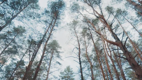 Walk through the summer forest. Video stock 108788525