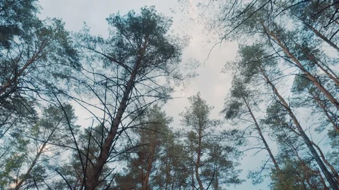 Walk through the summer forest. Stock Footage 108789371