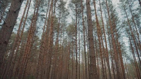 Walk through the summer forest. Stock Footage 108793919