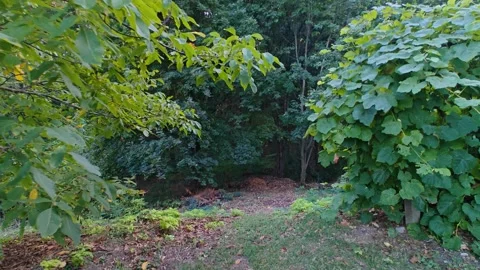 A walk through the summer forest Stock Footage 317572401