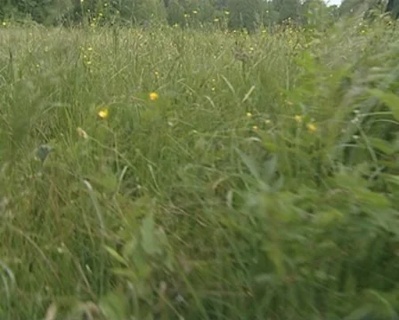 Walk through summer meadow. Closeup of grass and wild flowers. Stock Footage 8970727