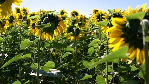 Walk through the sunflower field Video stock 94182913