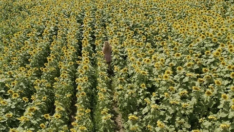 Walk through a sunflower field Stock Footage 113765666