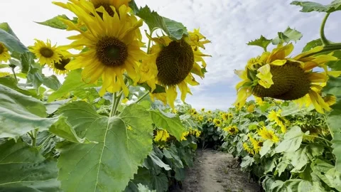 Walk through sunflower field Stock Footage 269609682