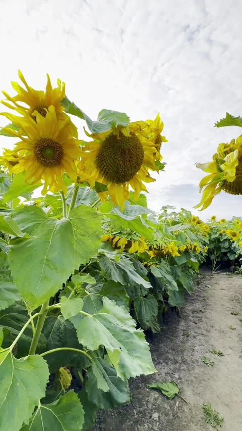 Walk through sunflower field Stock Footage 283839730