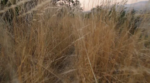 Walk Through the Tall Grass Video stock 34071639