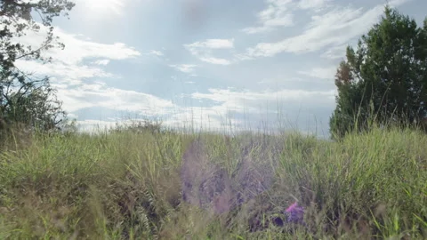 A walk through the tall grass Stock Footage