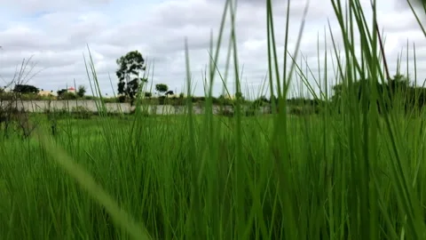 Walk through tall grass Stock-Footage 138747370