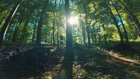 Walk through the thick spring forest the rays of the sun Stock Footage 107861403