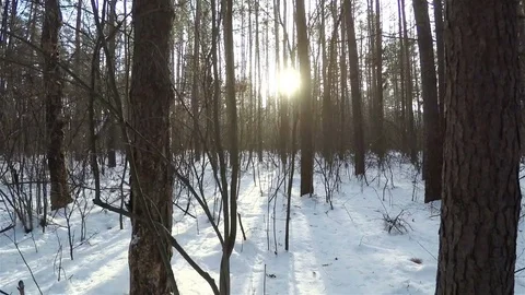 Walk through the thickets of the forest in sunny weather. Stock Footage 71630637