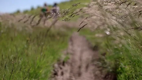 A walk through a trail in the mountains with tall grass. POV steadicam slow Stock Footage 85286400