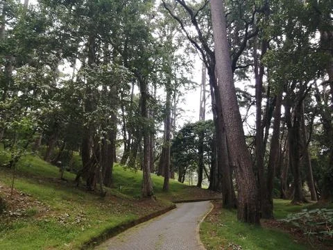 Walk through tree Stock Photos