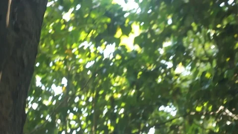 Walk through tropical Asian forest path.  POV. 库存影片 73787859