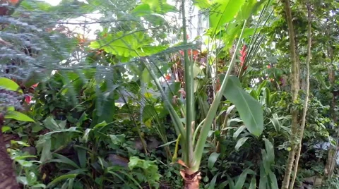 Walk Through Tropical Forest Stock Footage 46908601