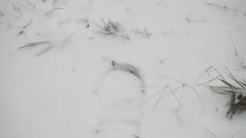 A Walk Through Untouched Winter Snow Stock Footage 264757208