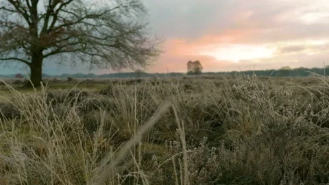 A walk through the Veluwe Video stock 146842567