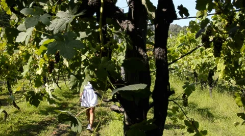 A walk through the vineyards Stock-Footage 33206895