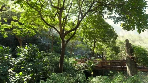 Walk-through Walkway at Edward Youde Aviary in Hong Kong Park 库存影片 334465142
