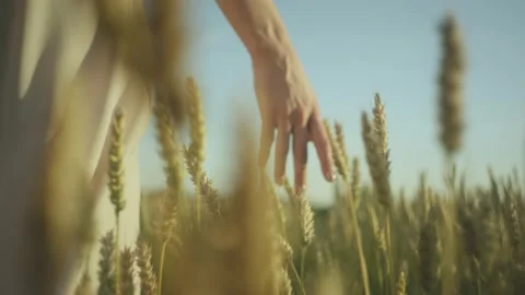 A walk through a wheat field Stock Footage 141888603