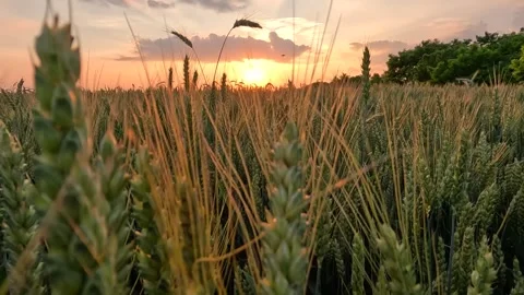 Walk through the wheat field at sunset, slow motion Stock Footage 271234967