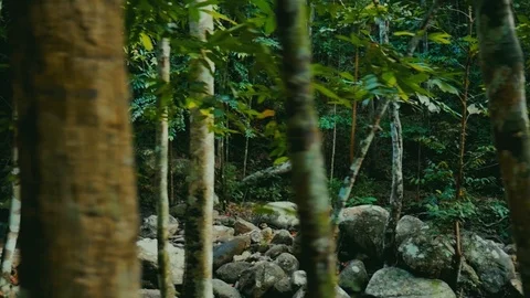 Walk through the wild forest along the mountain river Stock Footage 92225802