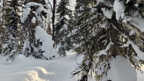 Walk through the winter forest. Beautiful winter forest landscape Stock Footage 179354464