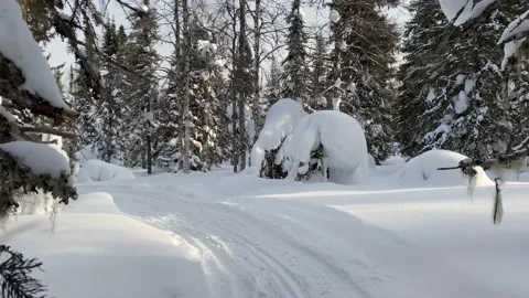 Walk through the winter forest. Beautiful winter forest landscape Video stock 179354565