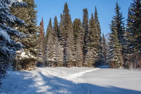 A walk through the winter forest. Beautiful winter landscape. Stock Photos