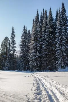 A walk through the winter forest. Beautiful winter landscape. Stock Photos