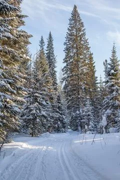 A walk through the winter forest. Beautiful winter landscape. Stock Photos